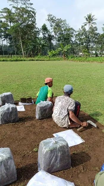 Jual rumput lapangan sepak bola jepara termurah