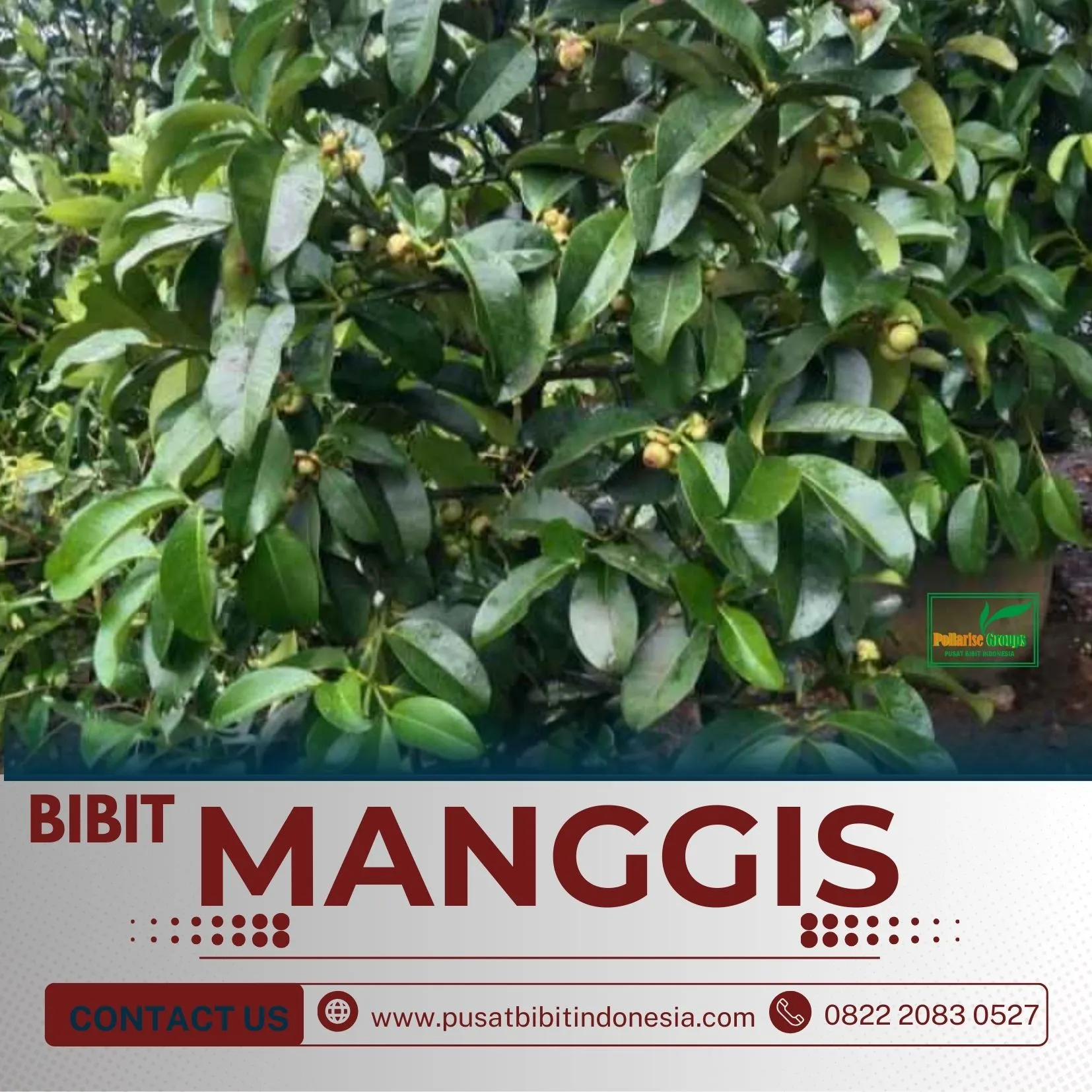 Sentral Bibit, Jual Bibit Manggis Di Medan, Jual Bibit Manggis Di Buleleng