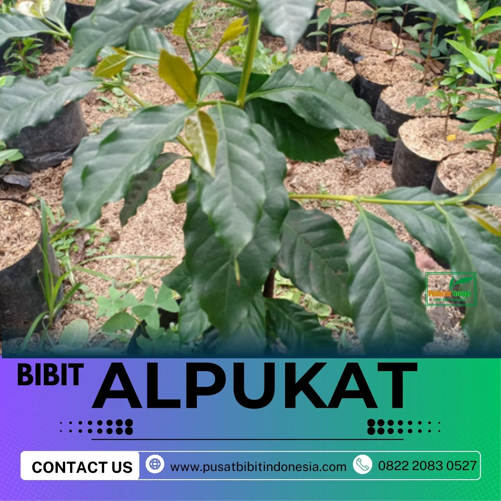 Hortikultura Buah   Bibit Alpukat Miki Di Bandung