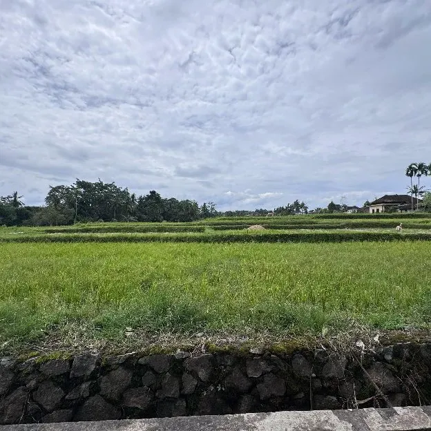 Dijual 59 are & 1,68 Ha. Jl. Batu Kurung I Raya Bunutan Kedewatan Ubud Gianyar