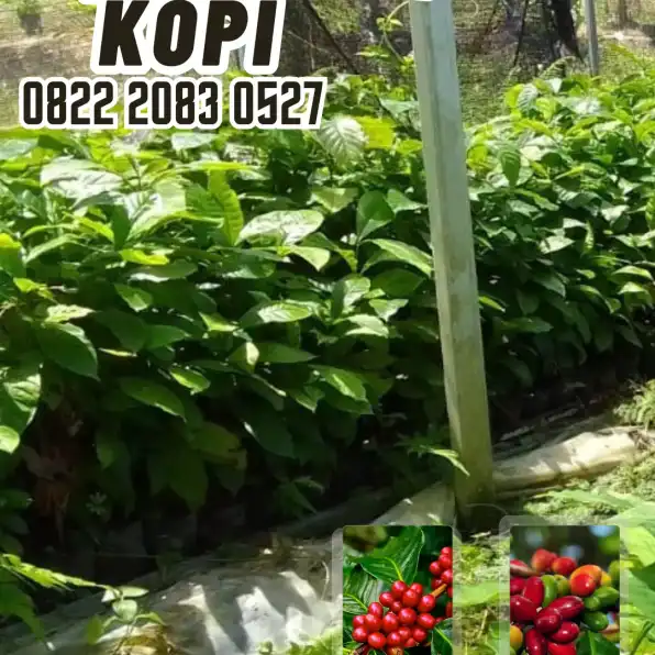 0822 2083 0527 ( Tsel ) Sentra Bibit Kopi,   Bibit Kopi Arabika Purworejo