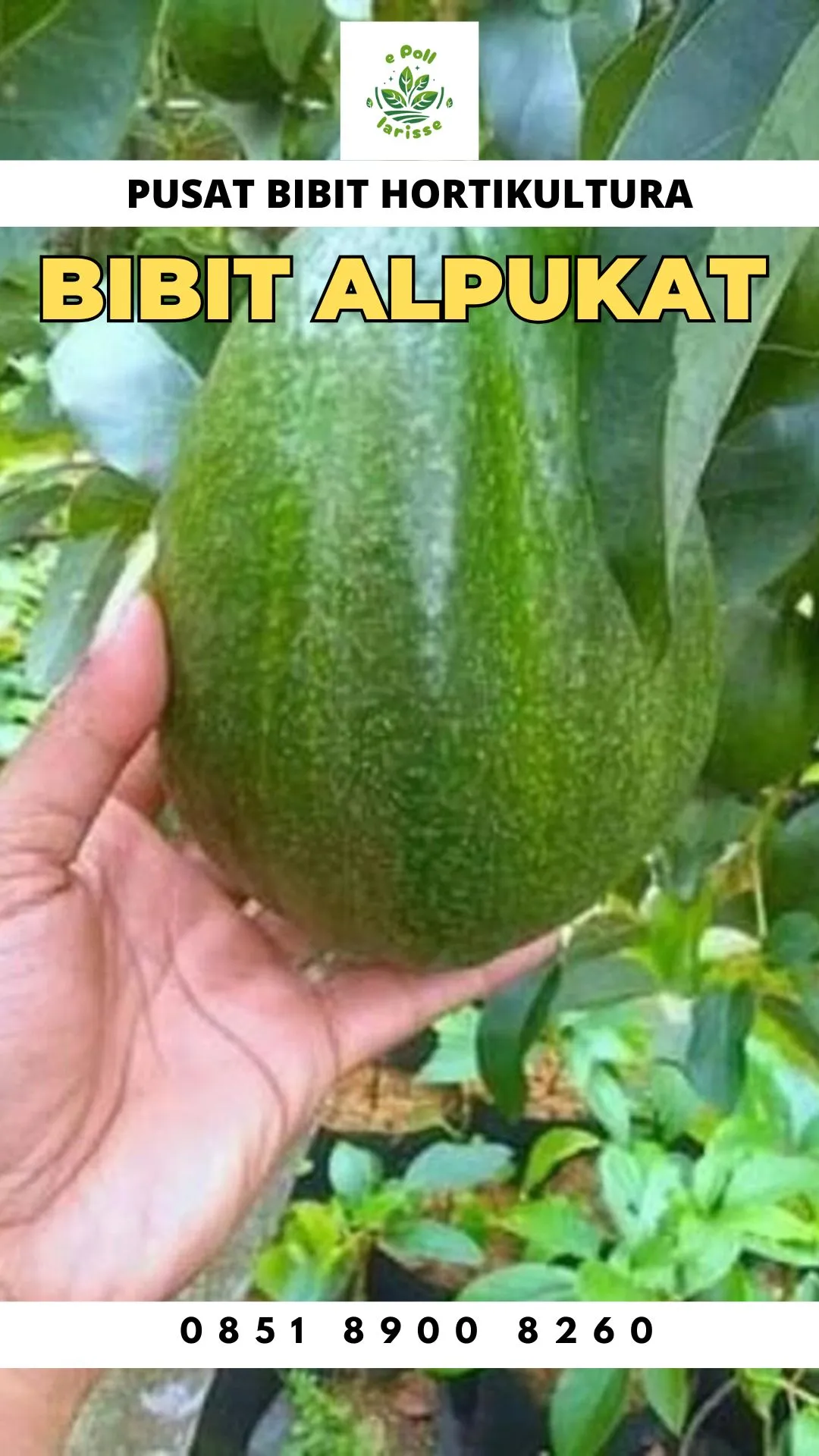 Hortikultura Buah  Bibit Alpukat Bogor