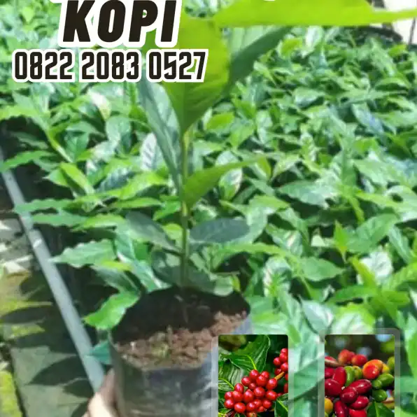 0822 2083 0527 ( Tsel ) Sentra Bibit Kopi, Bibit Kopi Robusta Di Bogor