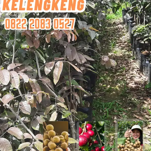 0822.2083.0527 (Tsel) Agrocenter Harga Bibit Kelengkeng Rubi