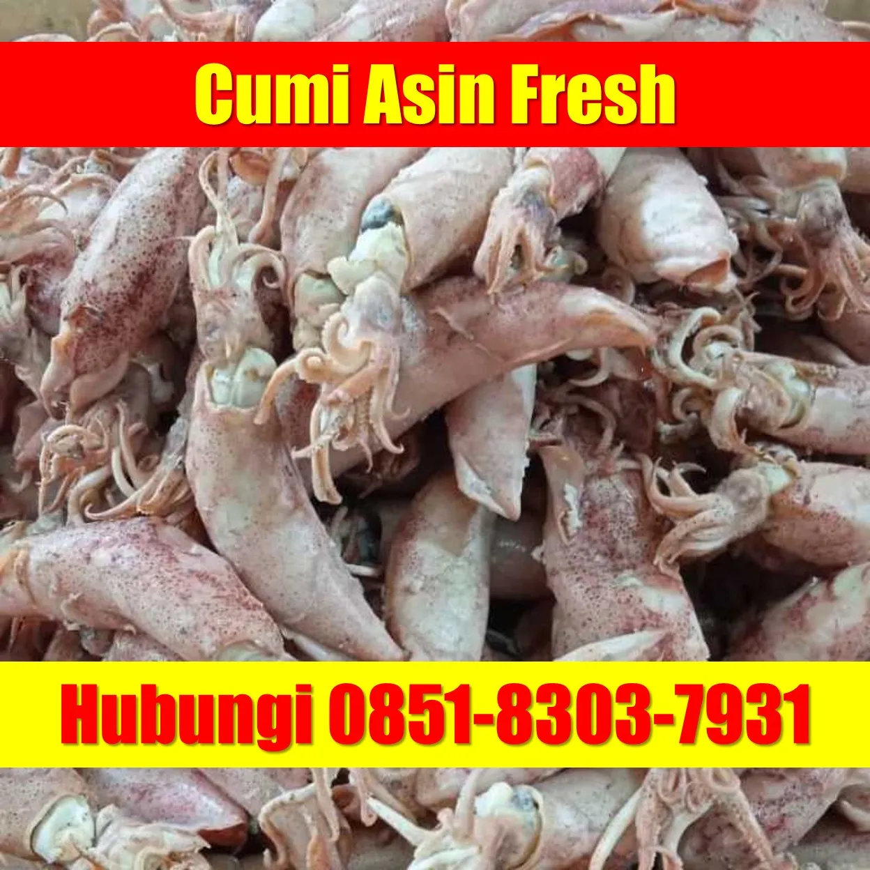 Fresh SEGAR, Jual Cumi Asin Baby Cumi Kabupaten Seluma