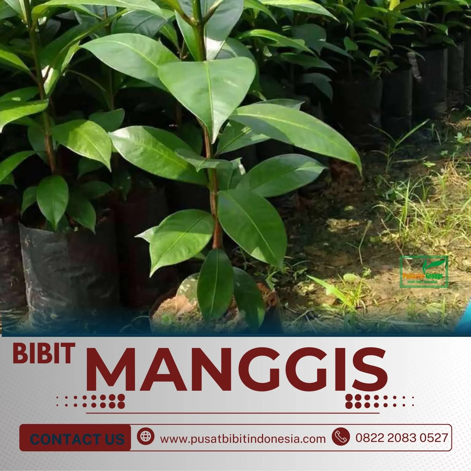 Sentral Bibit, Jual Bibit Pohon Manggis Di Malang, Jual Bibit Pohon Manggis Di Medan