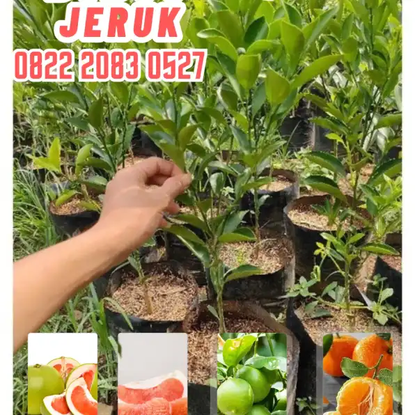 0822.2083.0527 (Tsel)  Hortikultura Buah  Bibit Jeruk Nipis Di Sumbar