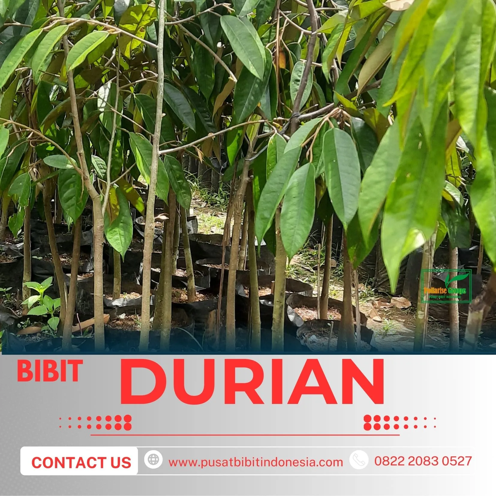 Hortikultura Buah  Bibit Memilih Bibit Durian Yang Bagus