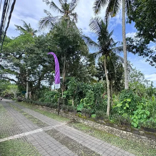 Dijual 59 are & 1,68 Ha. Jl. Batu Kurung I Raya Bunutan Kedewatan Ubud Gianyar