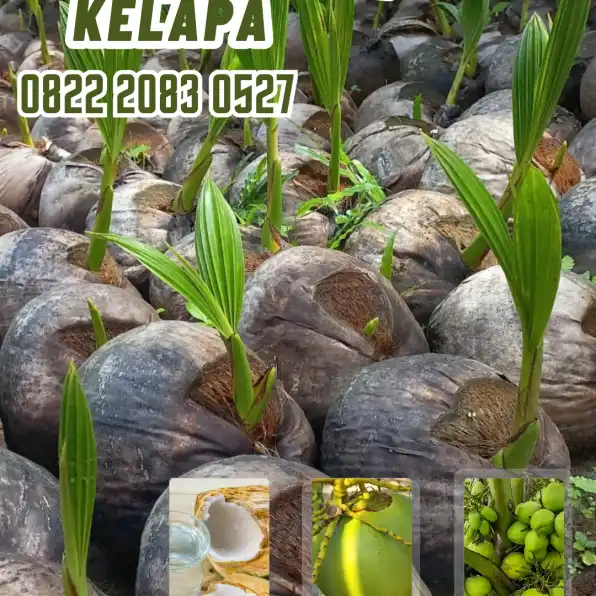 0822.2083.0527 (TSEL) Sentra Bibit Kelapa,  Bibit Kelapa Genjah Entok Di Purworejo