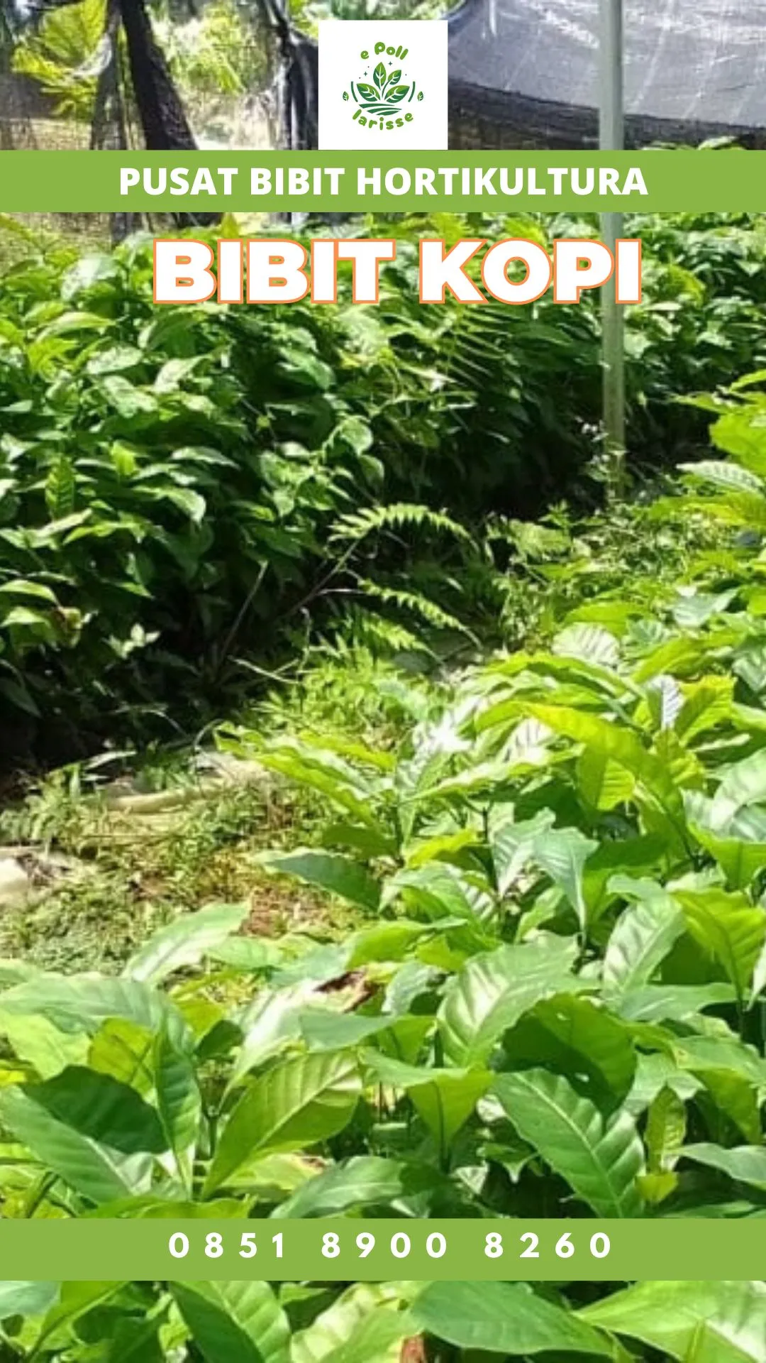 Sentra Bibit Kopi, Bibit Kopi Di Kuningan