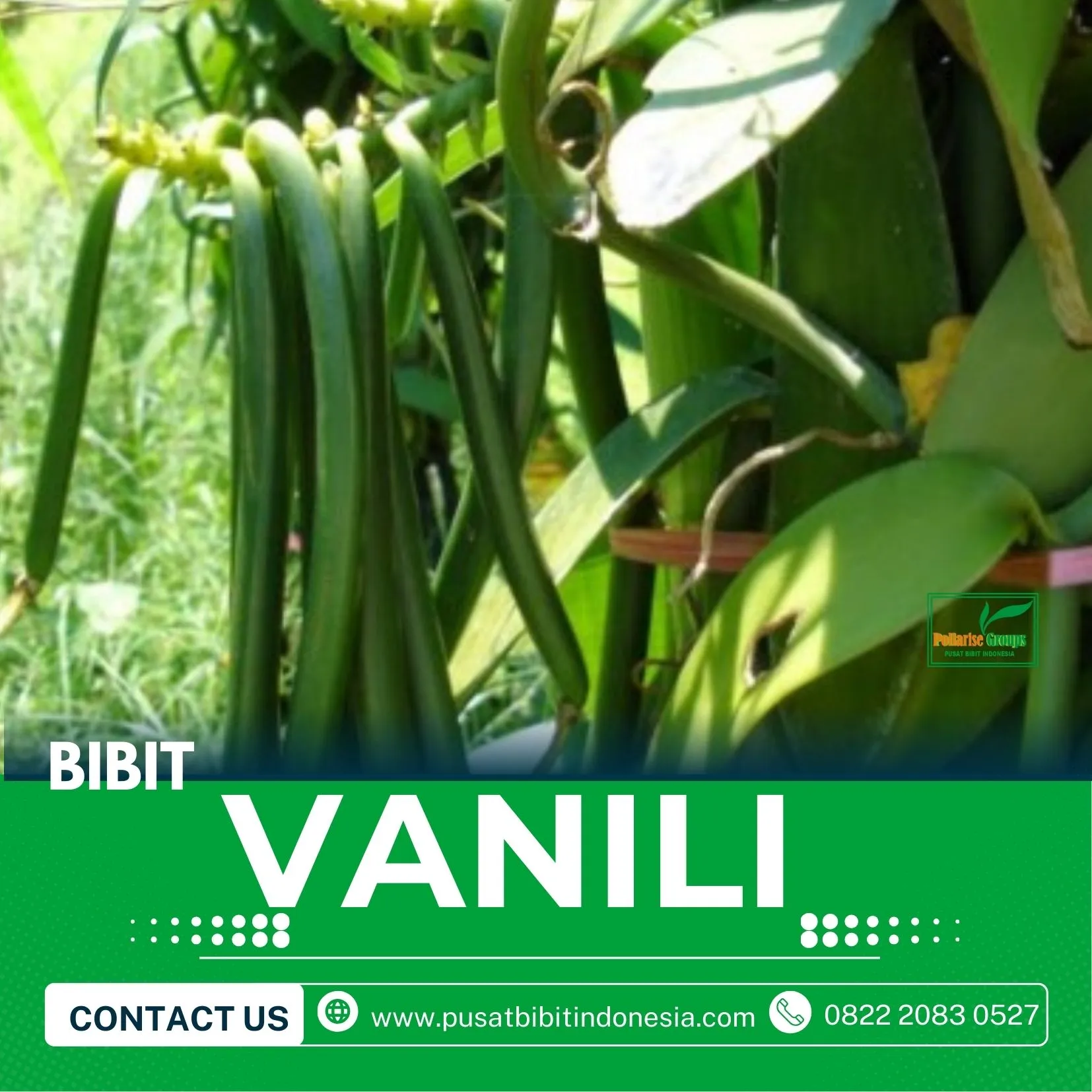 Sentral Bibit Vanili Lampung