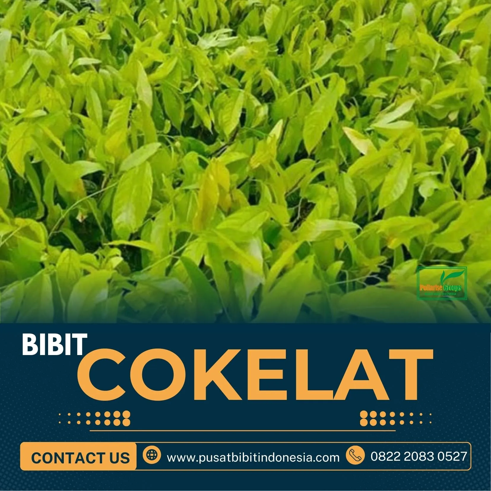 Sentra Bibit, Harga Bibit Kakao Sulawesi, Bibit Kakao Iccri 09 Pollarise