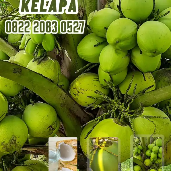 0822.2083.0527 (TSEL) Sentra Bibit Kelapa,   Bibit Kelapa Hibrida Di Riau