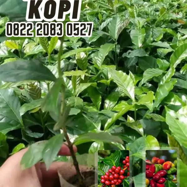 0822 2083 0527 ( Tsel ) Sentra Bibit Kopi, Bibit Kopi Ateng Super