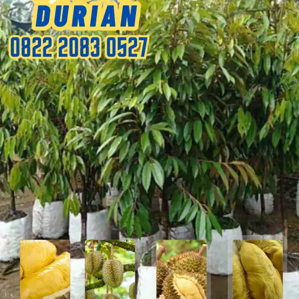 0822.2083.0527 (Tsel)  Hortikultura Buah  Bibit Durian Musang King Di Pangandaran