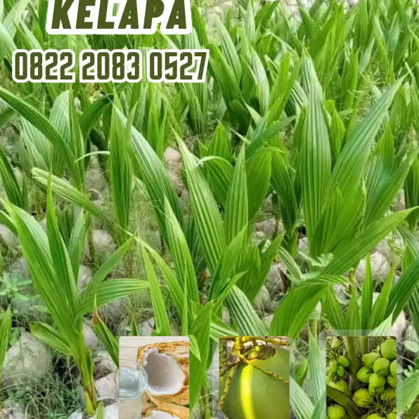 0822.2083.0527 (TSEL) Sentra Bibit Kelapa,   Bibit Kelapa Hibrida Unggul