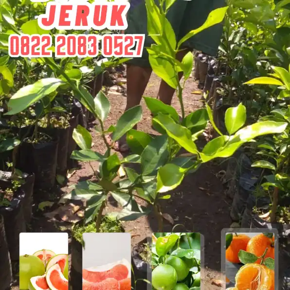 0822.2083.0527 (Tsel)  Hortikultura Buah  Bibit Jeruk Purut