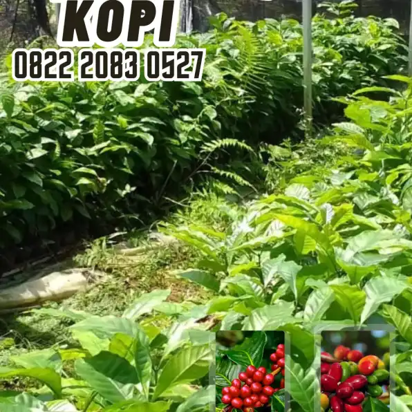 0822 2083 0527 ( Tsel ) Sentra Bibit Kopi, Bibit Kopi Arabika Sigarar Utang