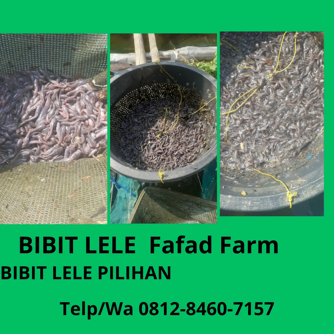 Hasil melimpah  Harga Bibit Lele Untuk Pemula Kualitas Terjamin Purwakarta Klaten