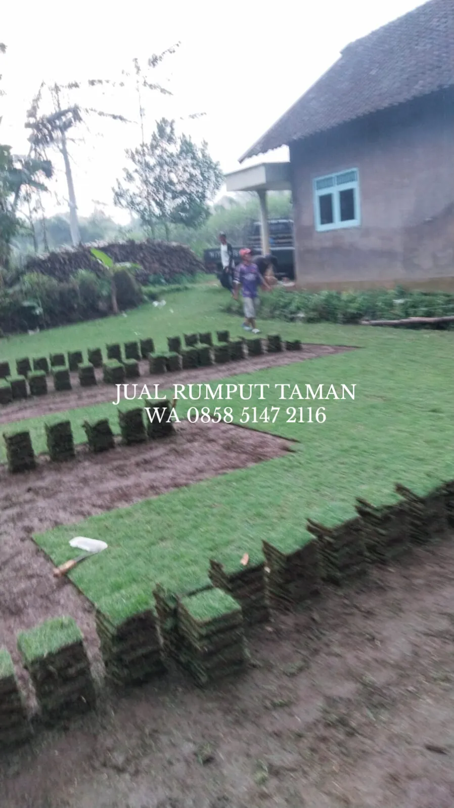 Rumput Jepang Kota Mojokerto Terbaik