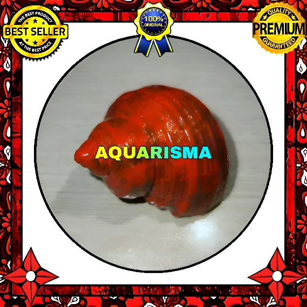 1 PCS CANGKANG KEONG MEDIUM MATA LEMBU TURBO TUMIDULUS MERAH GRADE A+