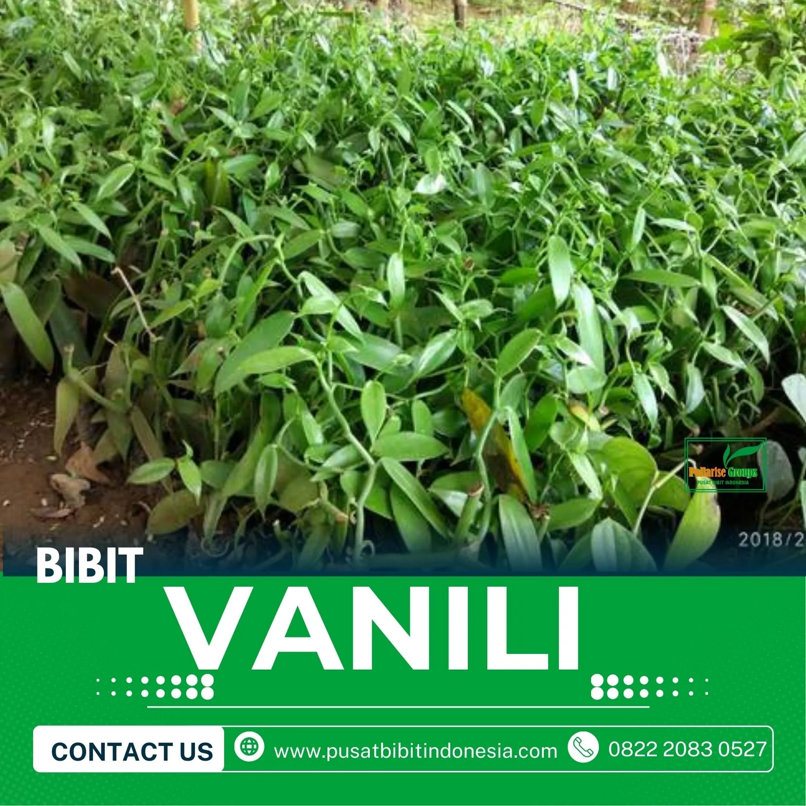 Sentral Bibit Vanili Kediri