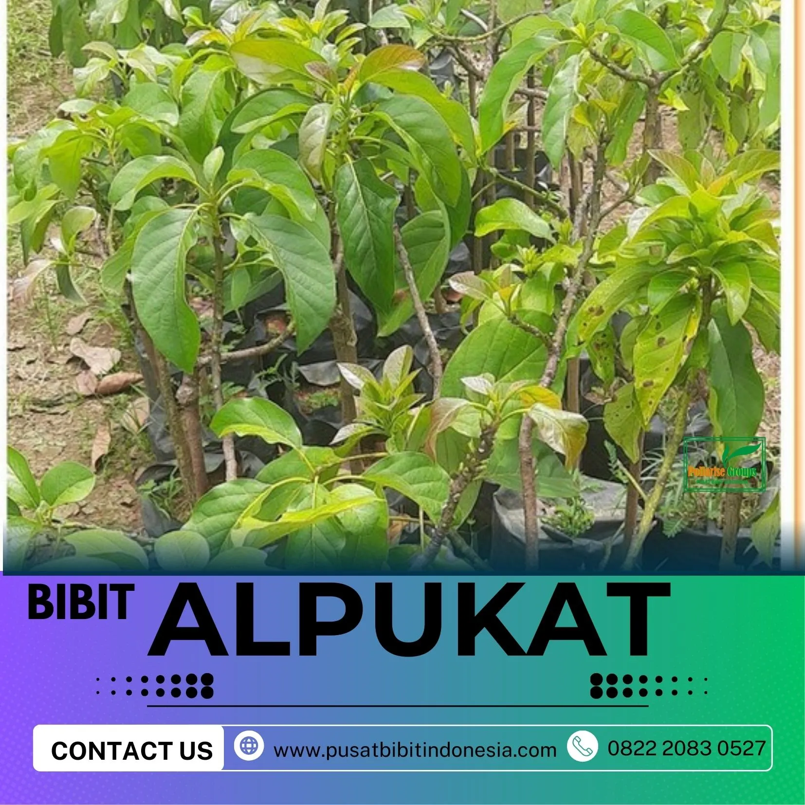 Hortikultura Buah  Bibit Alpukat Mentega Miki