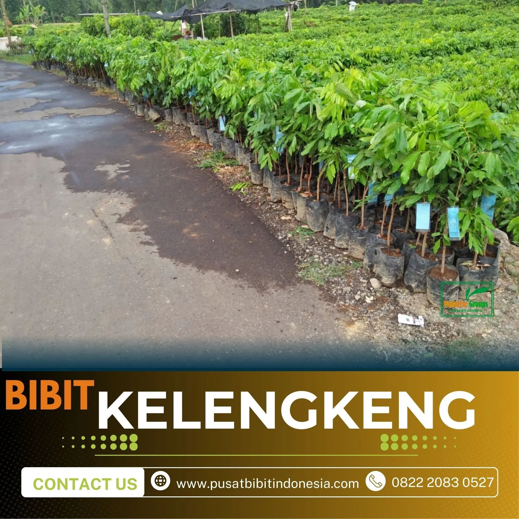 Agrocenter Bibit Kelengkeng Jawa Tengah