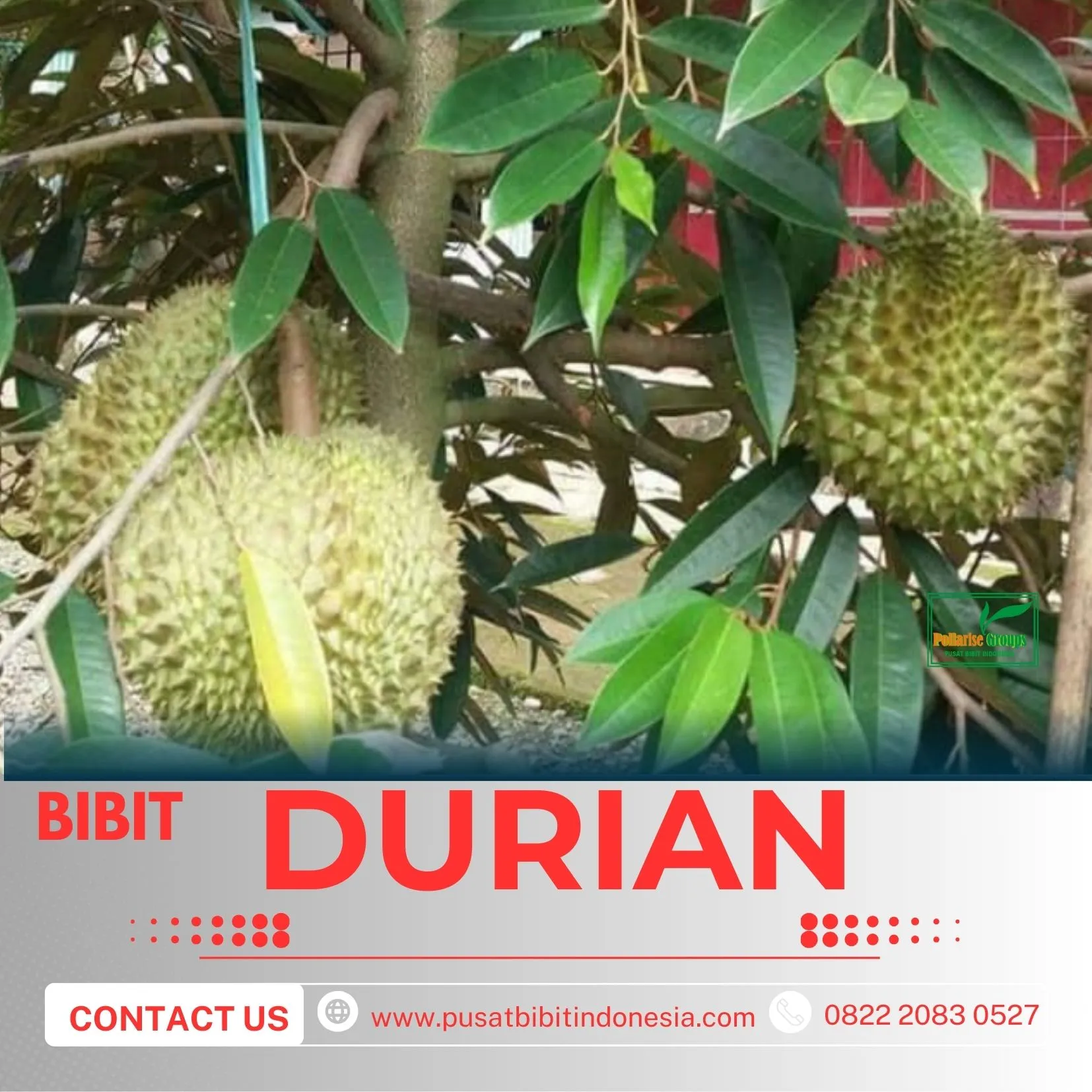 Sentra Pengadaan BibitPohon Durian Duri Hitam Berbuah
