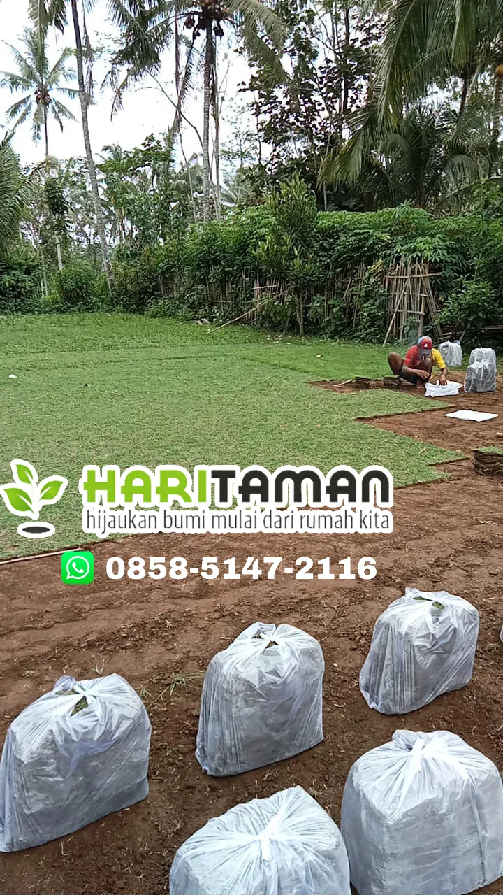 Jual Rumput Jepang Trenggalek Terdekat