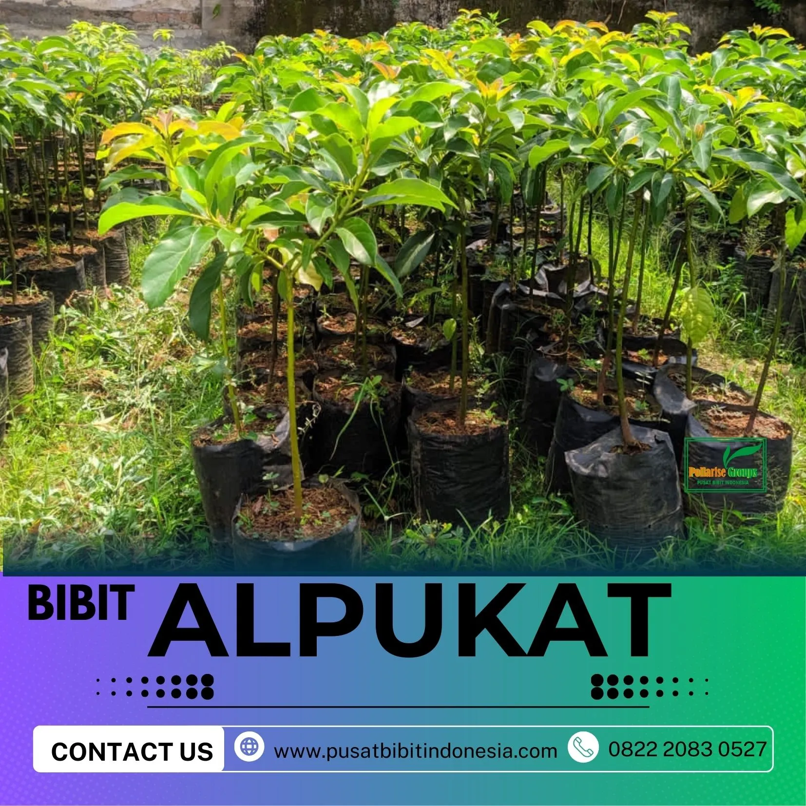 Hortikultura Buah  Bibit Alpukat Mentega Di Medan