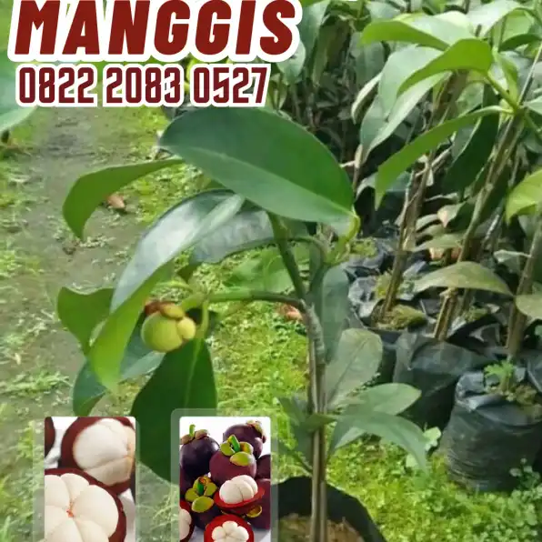 0822.2083.0527 (TSEL) Sentral Bibit,  Jual Bibit Pohon Manggis Di Medan, Jual Bibit Pohon Manggis Di Malang