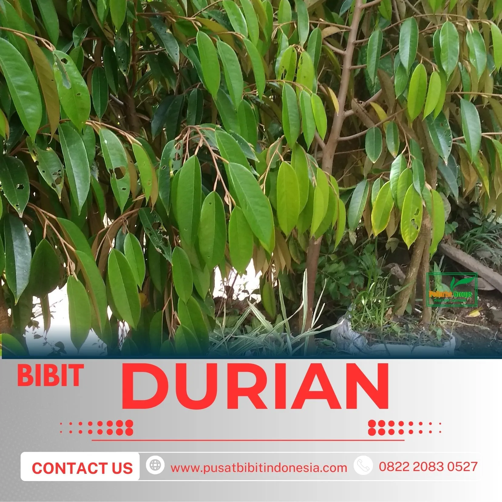 Sentra Pengadaan  Bibit Durian Montong Kediri