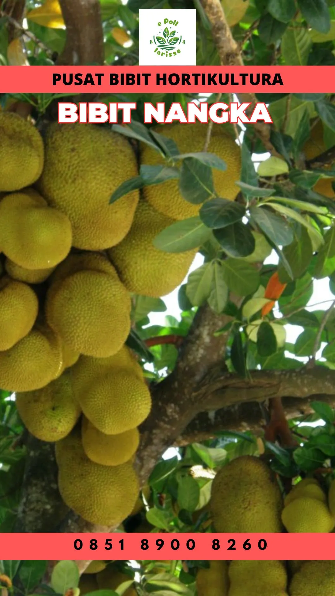 Sentral Bibit,  Bibit Nangka Di Padang