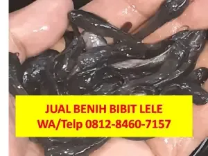 Cepat Panen  Harga Bibit Lele Untuk Pemula Kualitas Terjamin Bekasi Kota Tegal