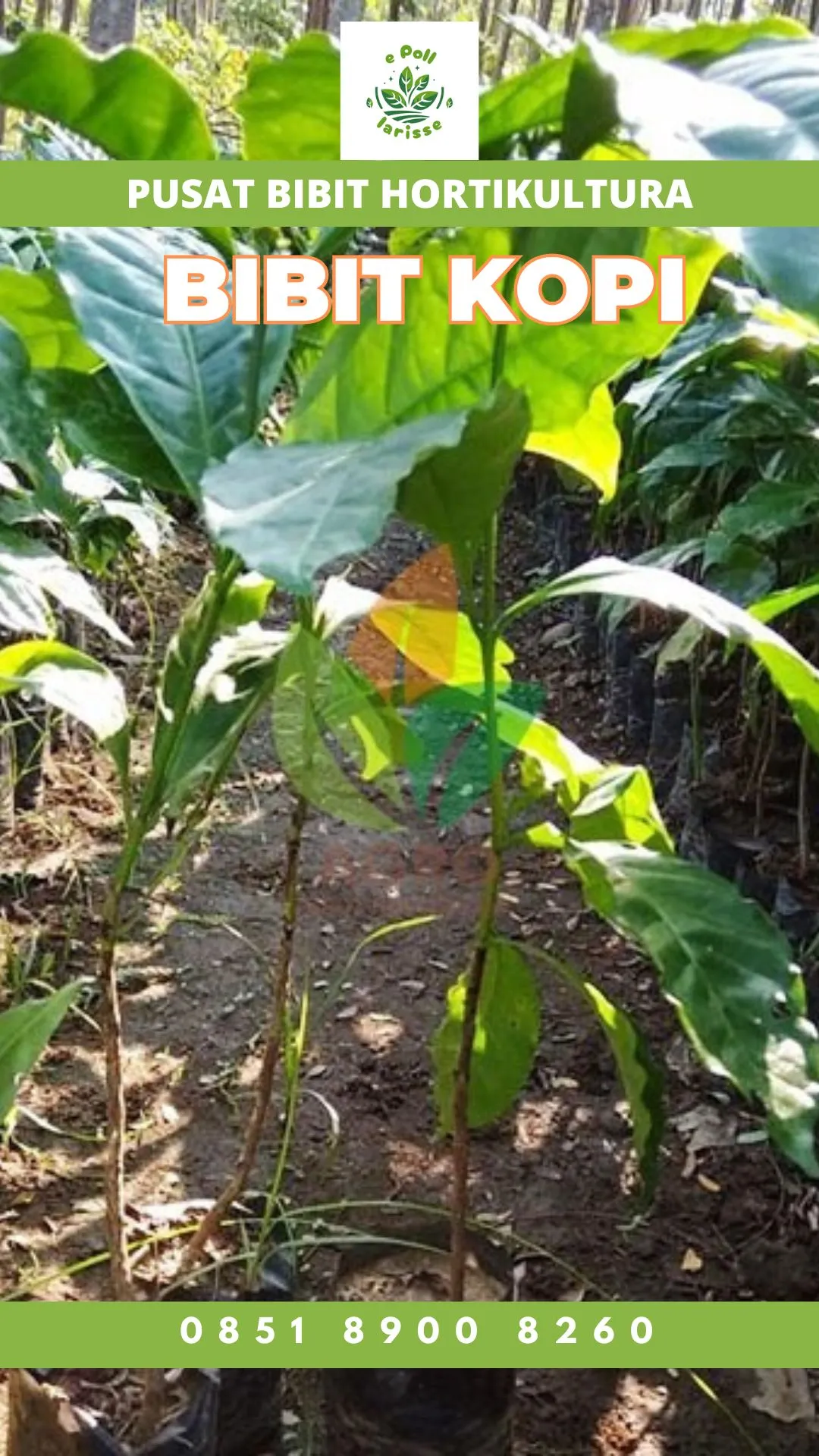 Sentra Bibit Kopi, Bibit Kopi Di Acen