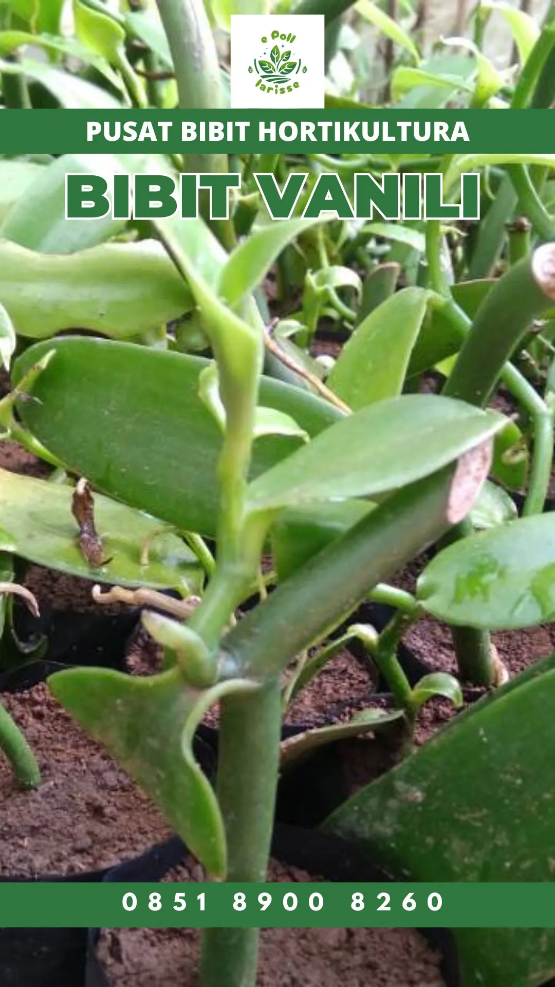 Sentral  Harga Bibit Pohon Vanili