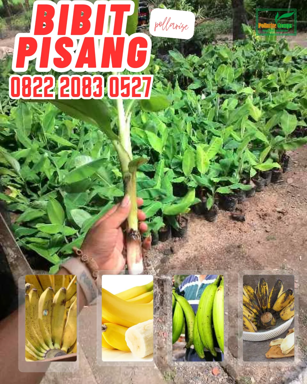 WA 0822.2083.0527  Bibit Pisang Mas Kirana Lumajang