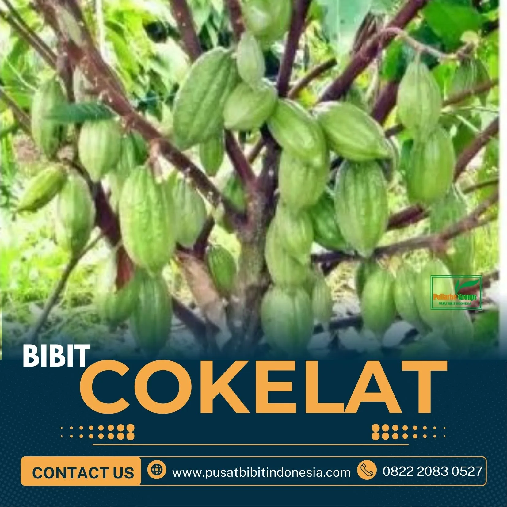 Sentra Bibit Coklat Hibrida, Bibit Kakao Bersertifikat Pollarise