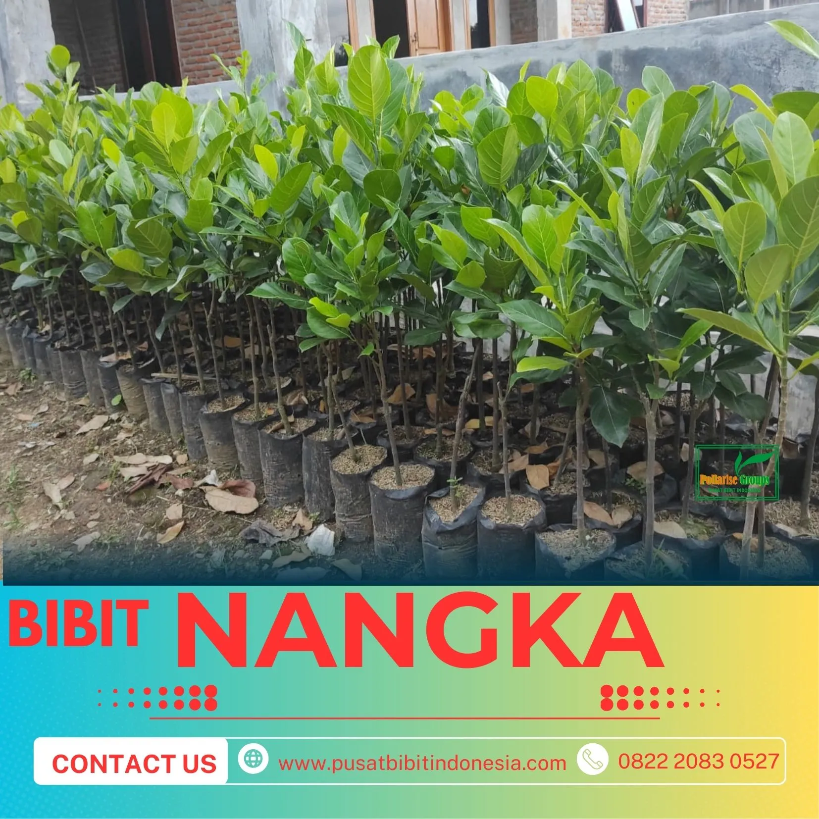 Sentra Bibit Pertanian,  Bibit Nangka Sayur