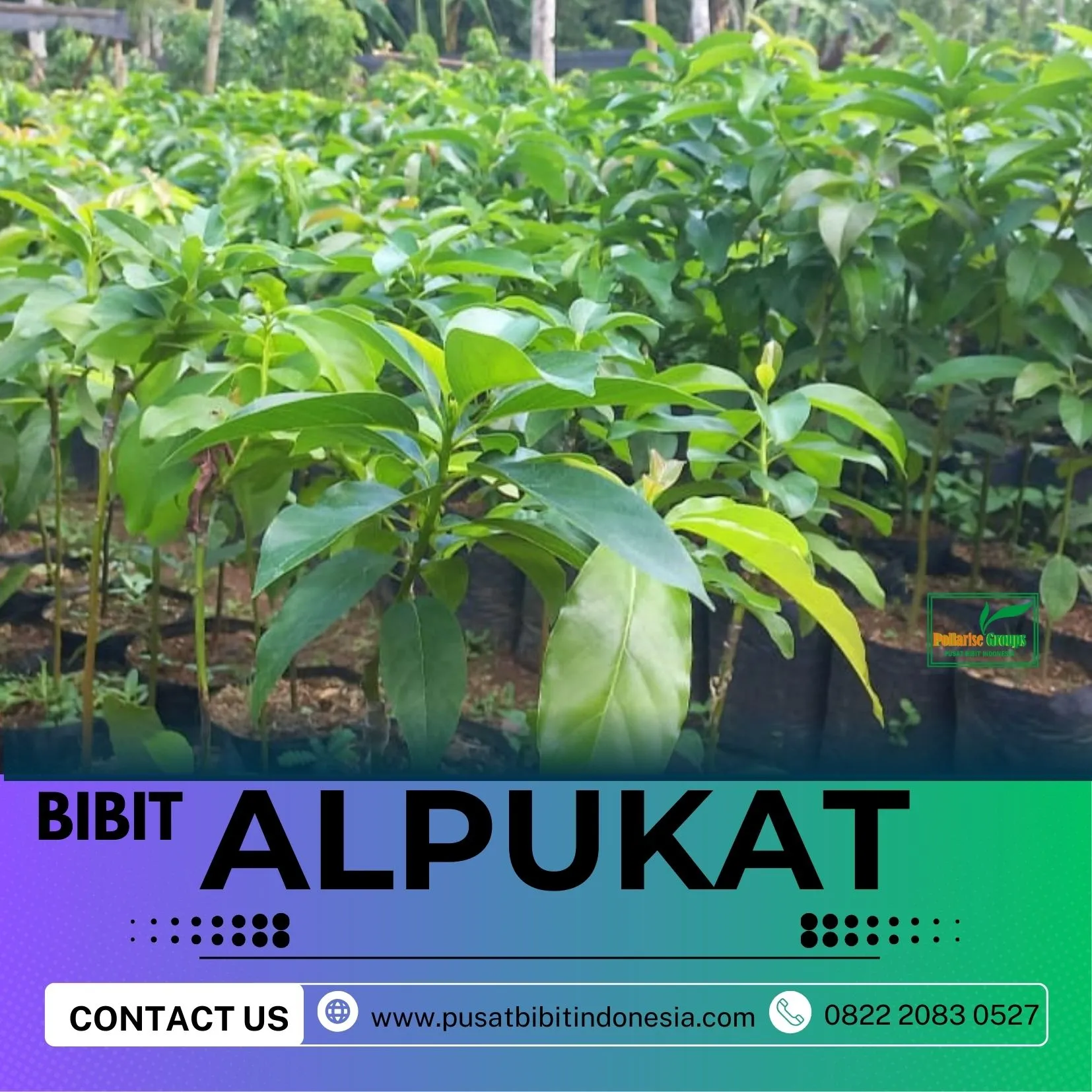 Hortikultura Buah  Beli Bibit Alpukat Mentega