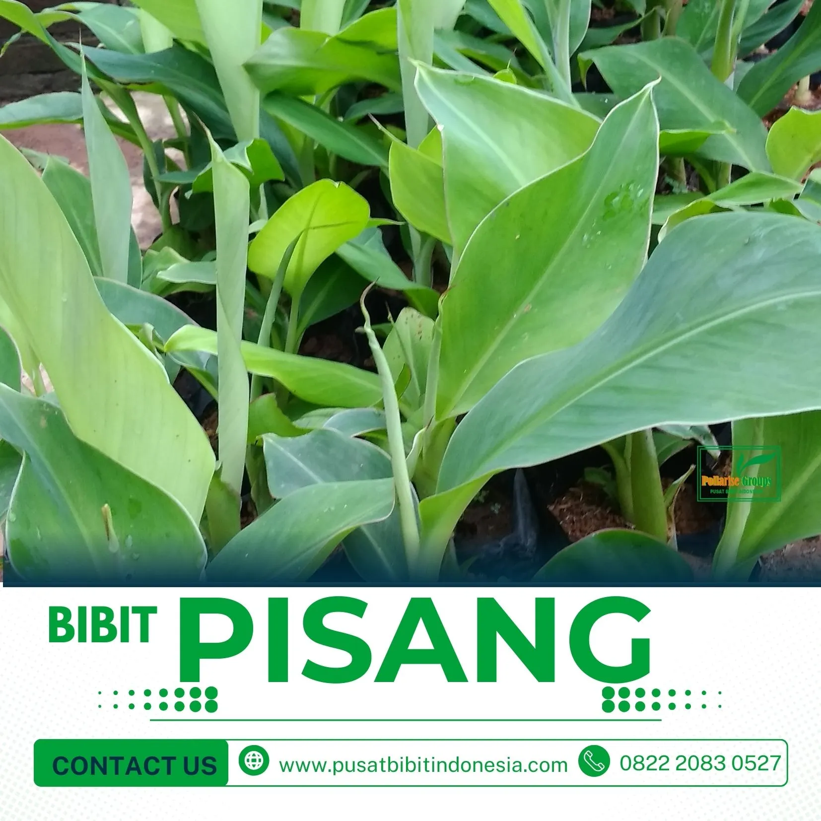 Harga Bibit Pisang Raja Di Jogja