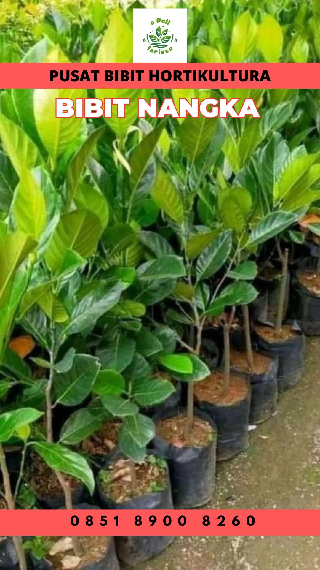 Sentral Bibit, Harga Bibit Nangka Mini