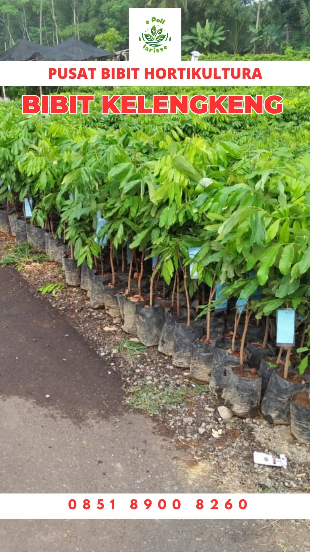 Harga Bibit Kelengkeng Itoh
