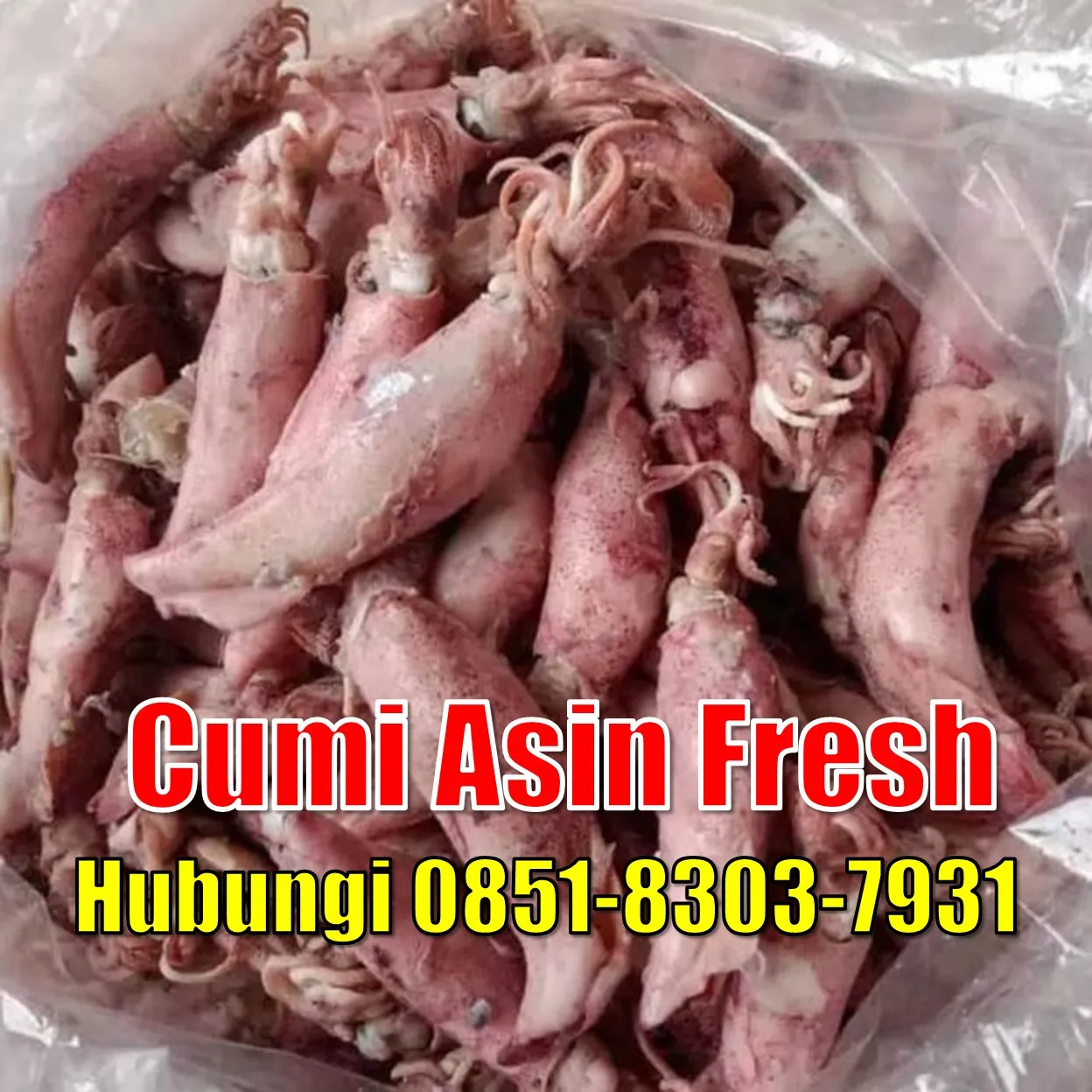 Fresh SEGAR, Jual Cumi Asin Baby Cumi Kabupaten Pesawaran
