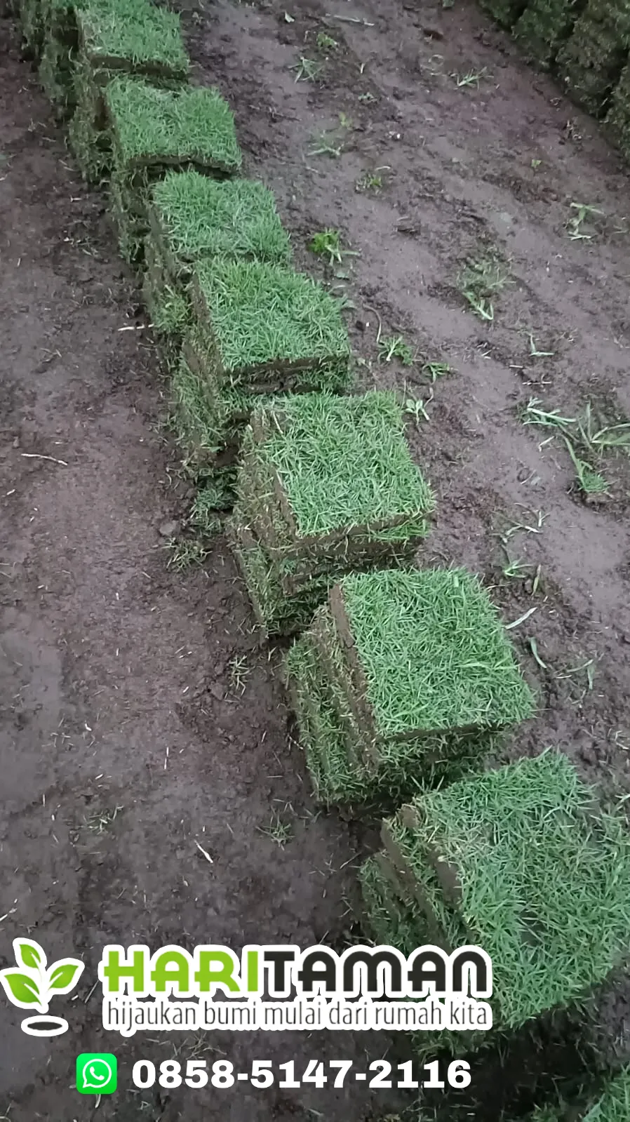 Jual Rumput Jepang Trenggalek Terdekat