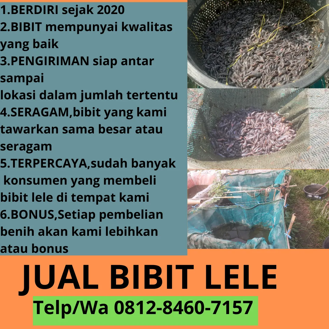 Lele super Agen Bibit Lele Buat Di jual Ukuran Seragam Indramayu Kebumen