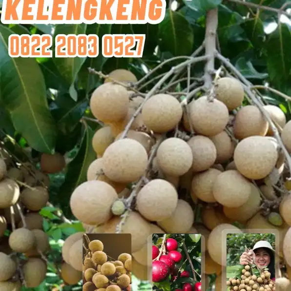 0822.2083.0527 (Tsel) Agrocenter Bibit Kelengkeng Pimpong