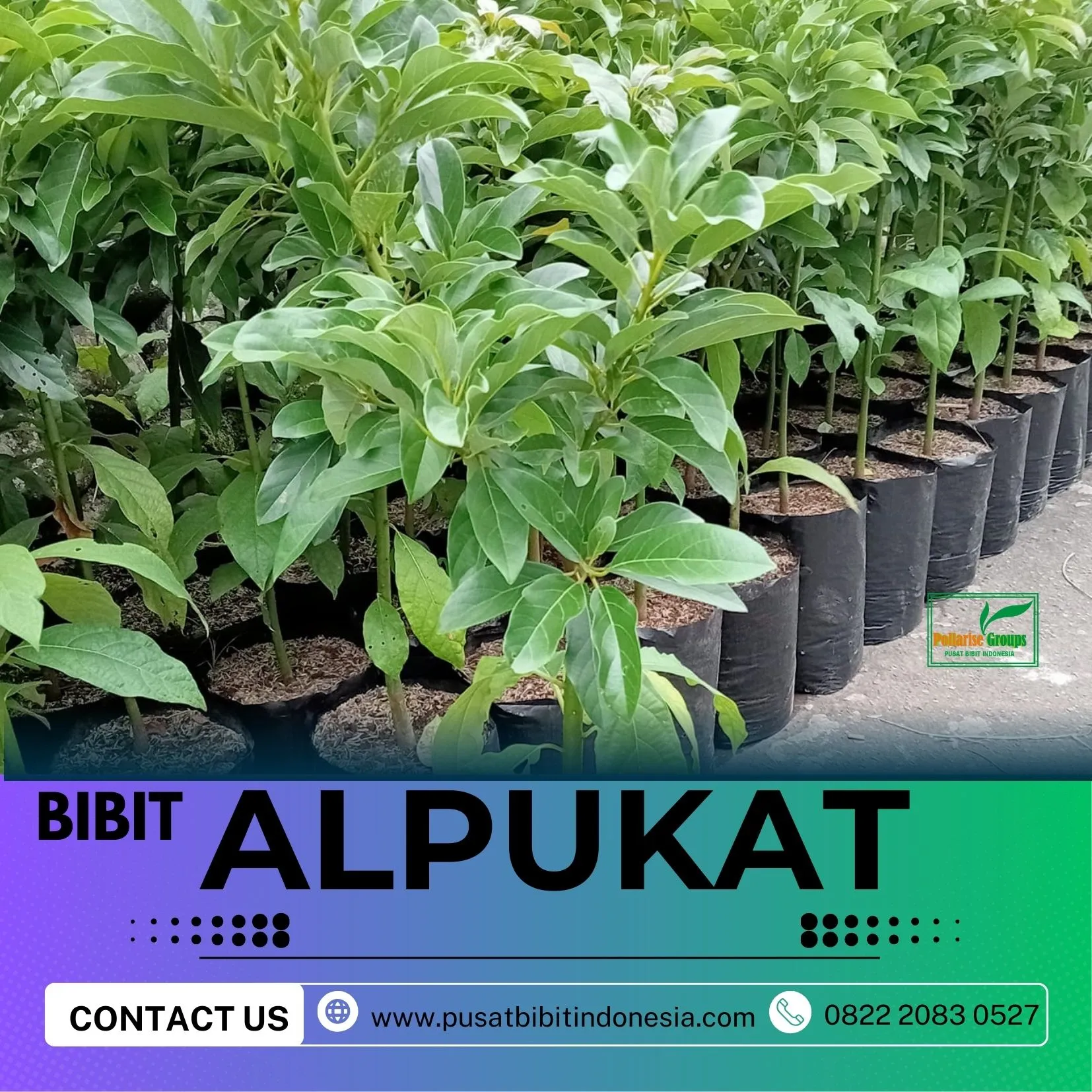 Hortikultura Buah  Beli Bibit Alpukat Mentega